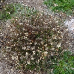 Vittadinia muelleri (Narrow-leafed New Holland Daisy) at Franklin, ACT - 1 Aug 2020 by AndyRussell