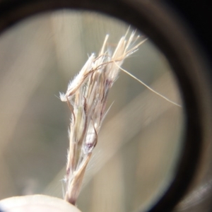 Bothriochloa macra at Melba, ACT - 30 Jun 2020 01:24 PM