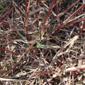 Bothriochloa macra at Melba, ACT - 30 Jun 2020 01:24 PM