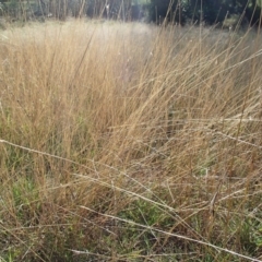 Bothriochloa macra at Melba, ACT - 30 Jun 2020 01:24 PM