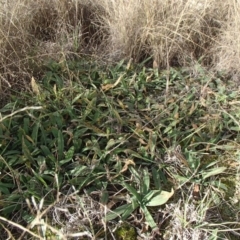 Plantago varia at Evatt, ACT - 30 Jun 2020 02:02 PM