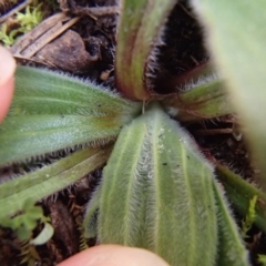 Plantago varia at Evatt, ACT - 30 Jun 2020 02:02 PM