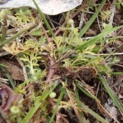 Cotula australis (Common Cotula, Carrot Weed) at Holt, ACT - 6 Jul 2020 by rbtjwht