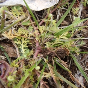 Cotula australis at Holt, ACT - 6 Jul 2020 01:05 PM