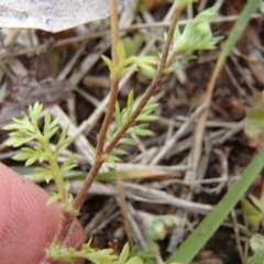 Cotula australis at Holt, ACT - 6 Jul 2020 01:05 PM