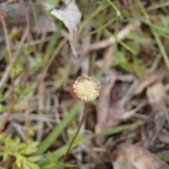 Cotula australis at Holt, ACT - 6 Jul 2020 01:05 PM