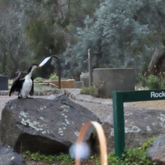 Microcarbo melanoleucos (Little Pied Cormorant) at ANBG - 9 Aug 2020 by Tim L