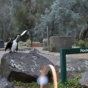 Microcarbo melanoleucos at Acton, ACT - 9 Aug 2020