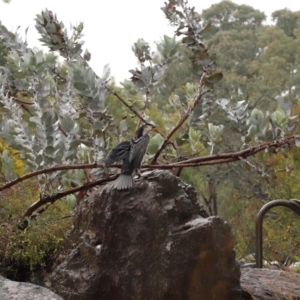 Microcarbo melanoleucos at Acton, ACT - 9 Aug 2020