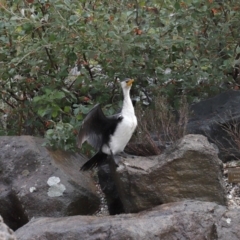 Microcarbo melanoleucos at Acton, ACT - 9 Aug 2020