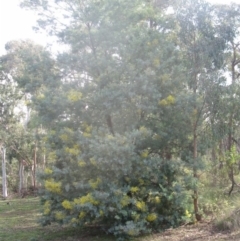 Acacia baileyana x Acacia dealbata (Cootamundra Wattle x Silver Wattle (Hybrid)) at Aranda, ACT - 6 Aug 2020 by dwise