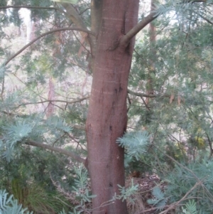 Acacia baileyana x Acacia dealbata at Aranda, ACT - 6 Aug 2020