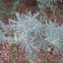 Acacia baileyana x Acacia dealbata at Aranda, ACT - 6 Aug 2020 04:25 PM