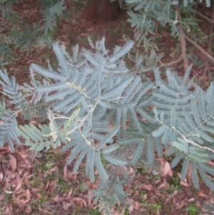 Acacia baileyana x Acacia dealbata at Aranda, ACT - 6 Aug 2020 04:25 PM