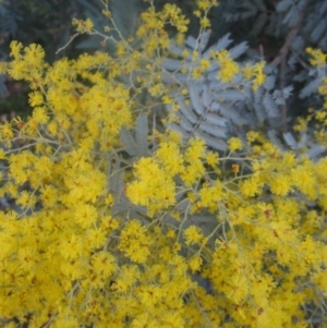 Acacia baileyana x Acacia dealbata at Aranda, ACT - 6 Aug 2020 04:25 PM