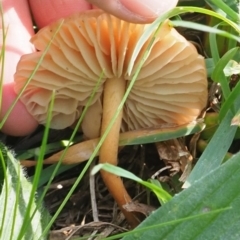 zz agaric (stem; gills white/cream) at Umbagong District Park - 10 May 2020 by Caric