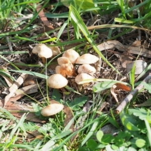 zz agaric (stem; gills white/cream) at Latham, ACT - 10 May 2020