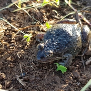 Limnodynastes tasmaniensis at Kaleen, ACT - 31 Jul 2020