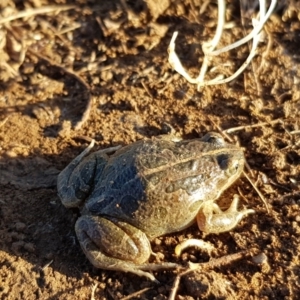 Limnodynastes tasmaniensis at Kaleen, ACT - 31 Jul 2020