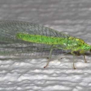 Apertochrysa edwardsi at Ainslie, ACT - 27 Nov 2019 09:09 PM