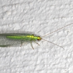 Apertochrysa edwardsi at Ainslie, ACT - 27 Nov 2019 09:09 PM