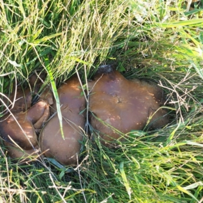 Unverified Fungus at Umbagong District Park - 2 Jun 2020 by Caric