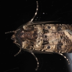 Agrotis porphyricollis (Variable Cutworm) at Ainslie, ACT - 27 Nov 2019 by jbromilow50