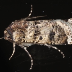 Agrotis porphyricollis at Ainslie, ACT - 27 Nov 2019 09:22 PM