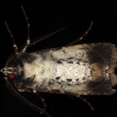 Agrotis porphyricollis at Ainslie, ACT - 27 Nov 2019 09:22 PM