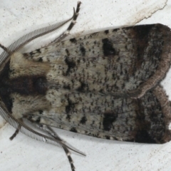 Agrotis porphyricollis (Variable Cutworm) at Ainslie, ACT - 27 Nov 2019 by jb2602