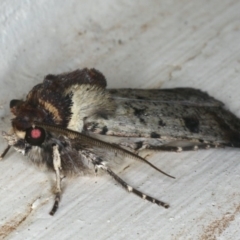 Agrotis porphyricollis at Ainslie, ACT - 27 Nov 2019 07:44 PM