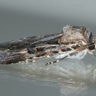 Agrotis munda (Brown Cutworm) at Ainslie, ACT - 27 Nov 2019 by jb2602