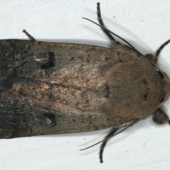 Proteuxoa tibiata (Horseshoe Noctuid) at Ainslie, ACT - 27 Nov 2019 by jb2602