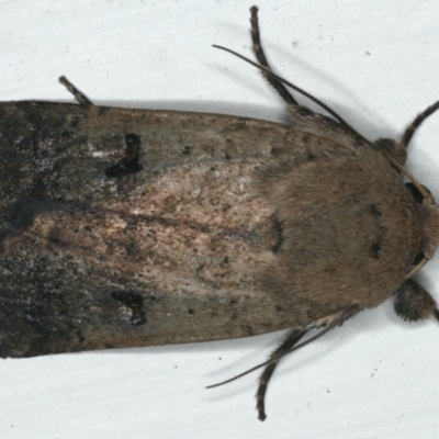 Proteuxoa tibiata (Horseshoe Noctuid) at Ainslie, ACT - 27 Nov 2019 by jbromilow50