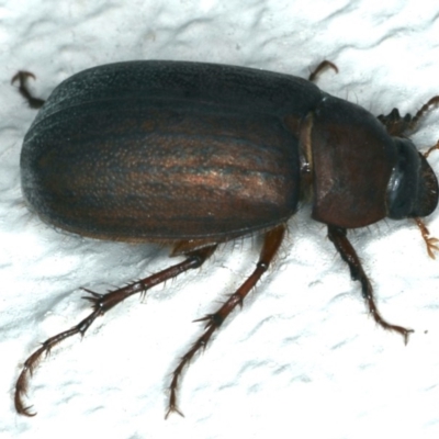 Sericesthis nigrolineata (Dusky pasture scarab) at Ainslie, ACT - 27 Nov 2019 by jb2602