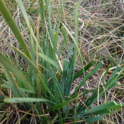 Lomandra filiformis subsp. coriacea (Wattle Matrush) at Mulanggari Grasslands - 1 Aug 2020 by AndyRussell