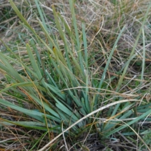 Lomandra filiformis subsp. coriacea at Franklin, ACT - 1 Aug 2020