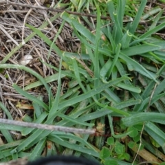 Arthropodium milleflorum (Vanilla Lily) at Franklin, ACT - 1 Aug 2020 by AndyRussell