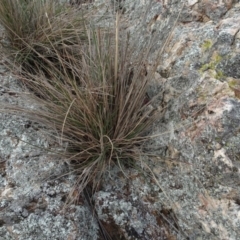 Austrostipa densiflora (Foxtail Speargrass) at Mulanggari Grasslands - 1 Aug 2020 by AndyRussell