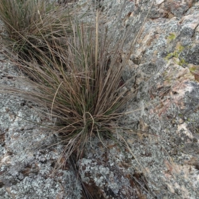 Austrostipa densiflora (Foxtail Speargrass) at Franklin, ACT - 1 Aug 2020 by AndyRussell