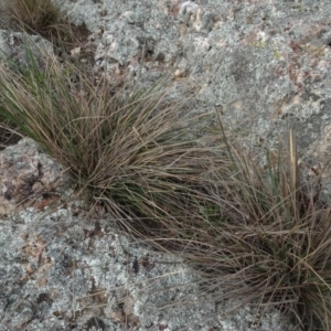 Austrostipa densiflora at Franklin, ACT - 1 Aug 2020