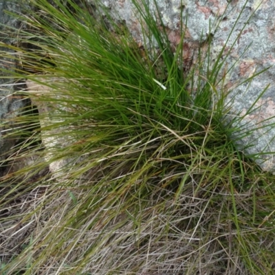 Lomandra filiformis subsp. filiformis (Wattle Matrush) at Mulanggari Grasslands - 1 Aug 2020 by AndyRussell