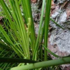 Lomandra filiformis subsp. filiformis at Franklin, ACT - 1 Aug 2020