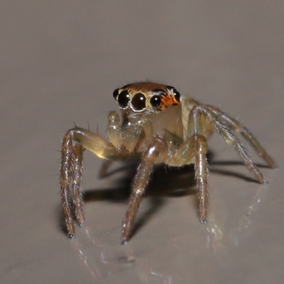 Prostheclina sp (genus) (A jumping spider) at ANBG - 9 Aug 2020 by TimL