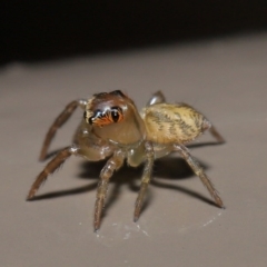 Prostheclina sp (genus) at Acton, ACT - 9 Aug 2020