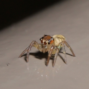 Prostheclina sp (genus) at Acton, ACT - 9 Aug 2020