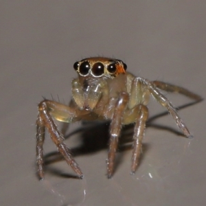 Prostheclina sp (genus) at Acton, ACT - 9 Aug 2020 12:57 PM