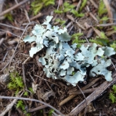 Lichen - foliose at Mulanggari Grasslands - 1 Aug 2020 by JanetRussell