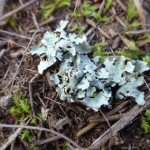 Lichen - foliose at Franklin, ACT - 1 Aug 2020 11:04 AM