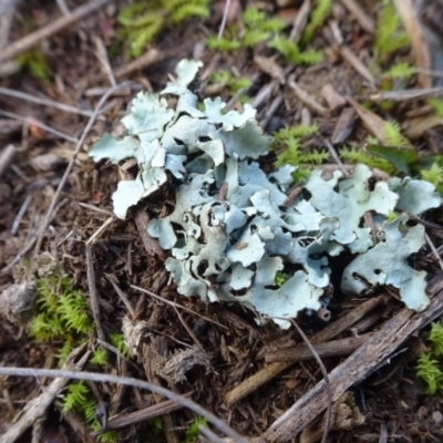 Lichen - foliose at Mulanggari Grasslands - 1 Aug 2020 by JanetRussell